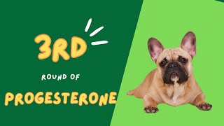 Testing Dogs Progestrone Levels A Guide for Breeders [upl. by Druce301]