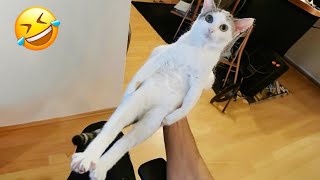 You cant stop laughing at Silly Cats New Funny Cats 2024 🤣 [upl. by Gautious]