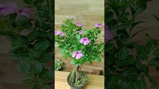 Sadabahar ka padha Catharanthus roseus plant catharanthusroseus flowers [upl. by Ydda495]