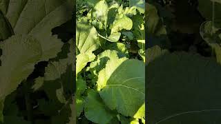 Vegetable plantationviralshortsfarming agriculturenaturalgarden healthy explorepageytshorts [upl. by Birgit]