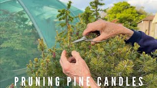 Pruning Pine Candes [upl. by Ezar]