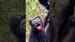 30 Grams of Cuteness Pygmy Bamboo Lemur Babies [upl. by Loralie176]