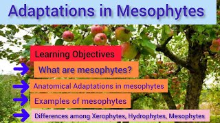 Mesophytes  Adaptations in Mesophytes  Hydrophytes Mesophytes and Xerophytes by digital library [upl. by Jona]