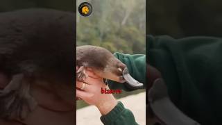 MindBlowing🤯 Facts About the Platypus🐾 Facts YouTubeShorts unique [upl. by Marcelo194]