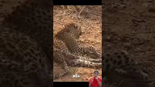 leopard helpless against hyenas wildlife animals wildanimals wildlion satwaliar satwapedia [upl. by Arezzini]