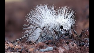 Spektakuläre Ameisen  Kluge Kolonie Insekten  Bedeutung für Medizin Natur Küche  Doku 2018 HD [upl. by Aihpos]