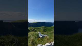 The Cliffs of Moher 🇮🇪💚 [upl. by Bowne766]