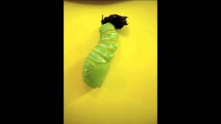 Caterpillar turning into Chrysalis [upl. by Fran]