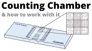 How to count cells with the Neubauer Counting Chamber [upl. by Care]