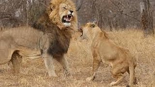 Brutal fight How male lion attack female lion will shock you [upl. by Everrs]