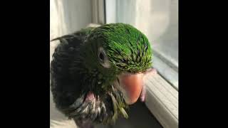 BABY White Eyed Conure Takes a Bath SO CUTE [upl. by Ellan]