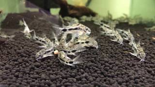 corydoras habrosus [upl. by Kresic15]