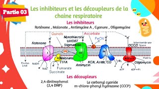 Biochimie  La chaine respiratoire  Partie 0303 [upl. by Ganiats]