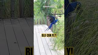 BLU CAN DEFINITELY FLY mandaiwildlifereserve [upl. by Carberry59]