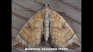 Part 8 Common Carpet and Pug Moths Family Geometridae [upl. by Ailecara]