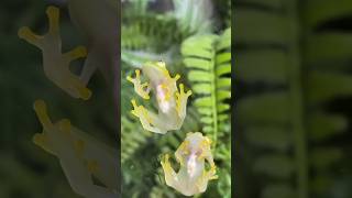 Glass Frog Most Transparent Creature shorts [upl. by Bor]