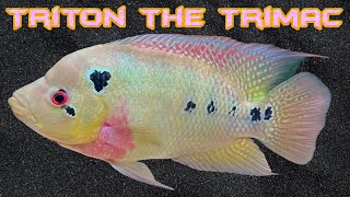 Triton my Trimac Cichlid [upl. by Eatnom168]