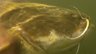 Underwater Catfish footage Fishing on the River Ebro with Rio Ebro Angling  Several Catfish Caught [upl. by Aneis716]