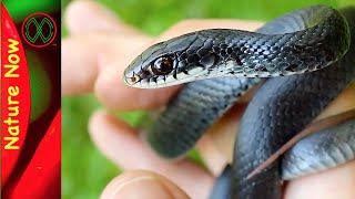 Black Racer Snakes will Bite [upl. by Haukom]