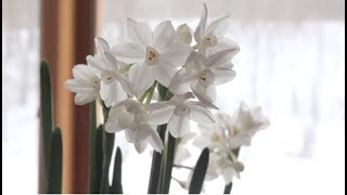 How to Grow Paperwhites  Paperwhite Flowers [upl. by Gudrun]