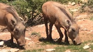 Duurjoogteenii Doofaar baa ka haray Dadkii amp Dalkii baana hadda iib ah nature animals Somalia [upl. by Isabelle]