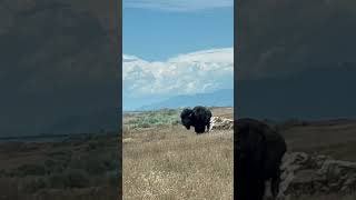 Antelope Island is home to freeranging Bison and other animals bison utah antelopes [upl. by Boak]