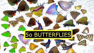 I GOT 50 TROPICAL BUTTERFLY SPECIMENS FROM MEXICO [upl. by Ange]