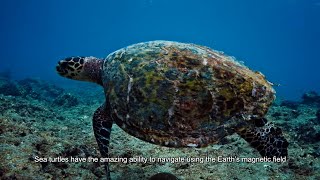 Untethered remote control of a soft robotic turtle with programmable magnetization [upl. by Aivizt]