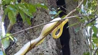 Gros serpent arboricole jaune  Parc National Carara  Costa Rica [upl. by Toffey]