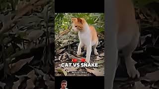 Cat vs snake 1😱😱shorts [upl. by Lerraj]