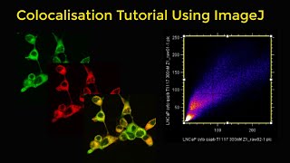 Colocalisation tutorial using ImageJ [upl. by Yart]