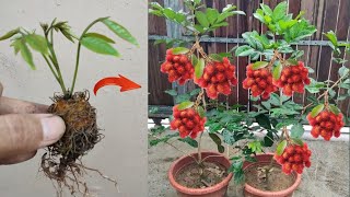 Crazy Skills Grafting rambutan tree with rambutan fruit in pots [upl. by Enomsed]