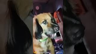 Patti und sookshikukadog viralvideo 2024 trending newfunnyvideo dogshorts [upl. by Aroon597]