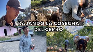 BAJANDO LA COSECHA DE LO ALTO DEL CERRO🍀ULTIMO VIDEO AHORA SI 🚨 [upl. by Jones808]