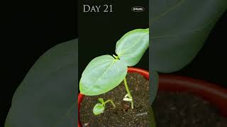 Watch a Dwarf Cow Peas Plant Grow From Seed  Time Lapse [upl. by Ennaitsirk]