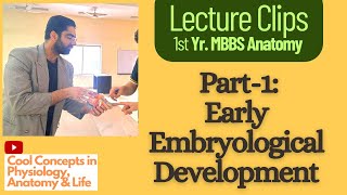 Embryology Anatomy Early Embryological Development Part1  1st Year MBBS [upl. by Iidnarb]