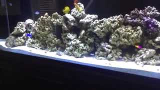 140 GALLON SALTWATER AQUARIUM JULY 2014 UPDATE [upl. by Aiehtela211]