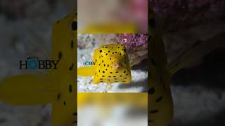 BOXFISH CUTTING SKILL fishing fish cuttingskills short shortvideo hobimancing [upl. by Roxanne836]