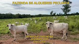 FAZENDA DUPLA APTIDÃO 56 ALQUEIRES 63984111737 [upl. by Xever]