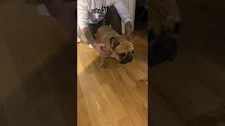 French bulldog screaming frenchbulldog frenchie bulldog frenchies funnydog milothefrenchie [upl. by Furiya]