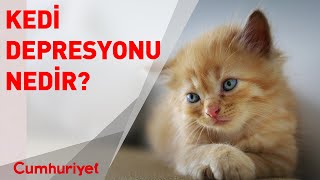 Kedi depresyonu nedir nasıl anlaşılır nasıl geçer [upl. by Frear]