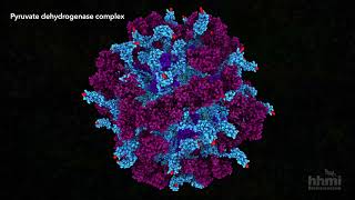 Pyruvate Dehydrogenase  HHMI BioInteractive Video [upl. by Nroht]