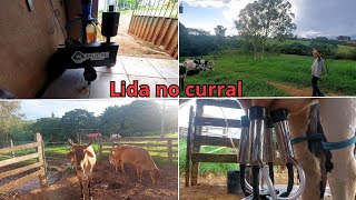 UM DOS PONTOS POSITIVOS DA ORDENHADEIRA DA INPULSE  AS VACAS ESTÃO ACEITANDO A ORDENHA [upl. by Amej]