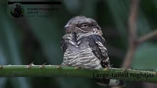 Large tailed Nightjar [upl. by Danita]