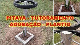 PITAYA  ADUBAÇÃO  PLANTIO  TUTORAMENTO COM MOIRÃO DE CONCRETO E PNEU DE MOTOCICLETA [upl. by Latonia327]