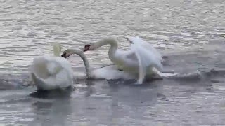 Mute Swans territorial fighting at Forfar Loch 24  4  2016 [upl. by Eletnahc771]