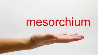 How to Pronounce mesorchium  American English [upl. by Ybroc]