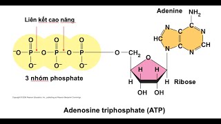 Sinh 10 ATP và sự chuyển hoá năng lượng [upl. by Bevon182]