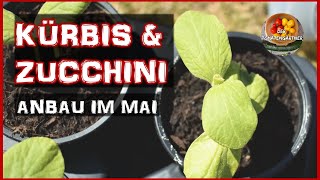 Kürbis und Zucchini richtig anbauen  Anzucht im Mai [upl. by Tema]