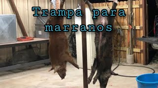 Trampa para marranos salvajes [upl. by Morse]